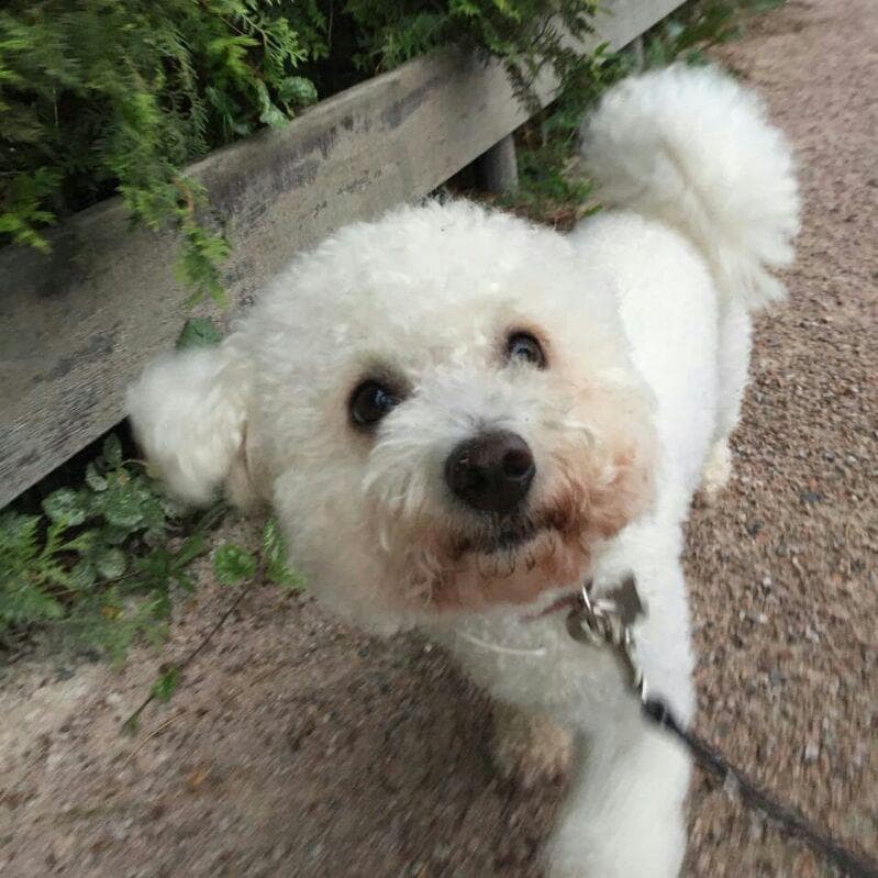 bichon