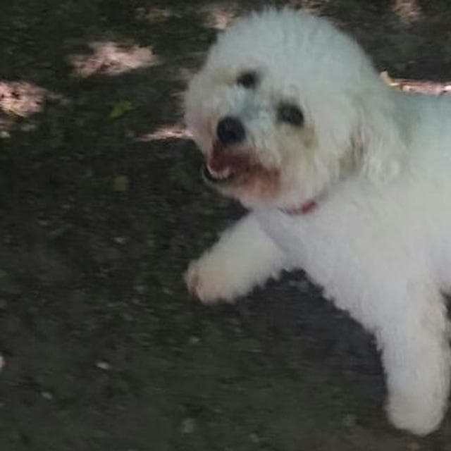 bichon