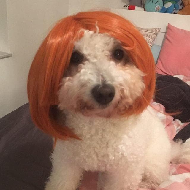 bichon
