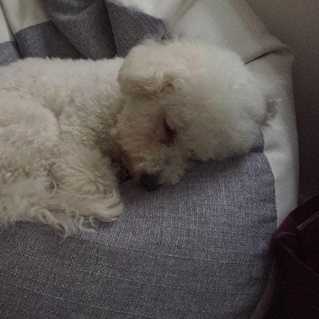 bichon
