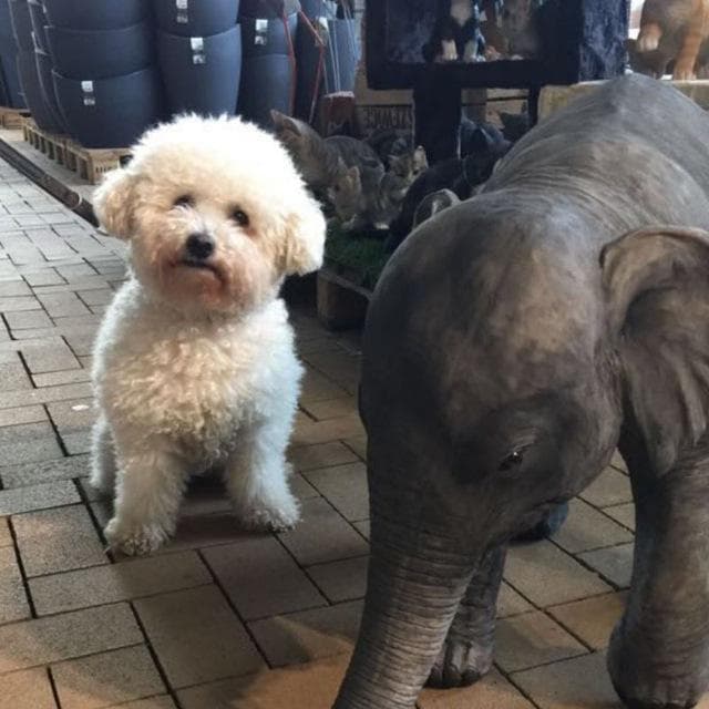 bichon