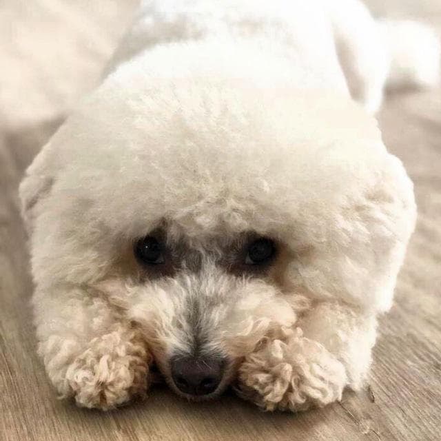 bichon