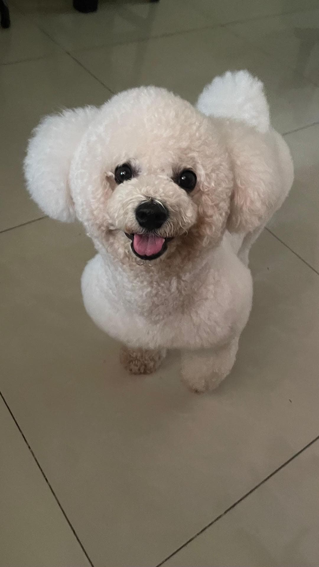 bichon