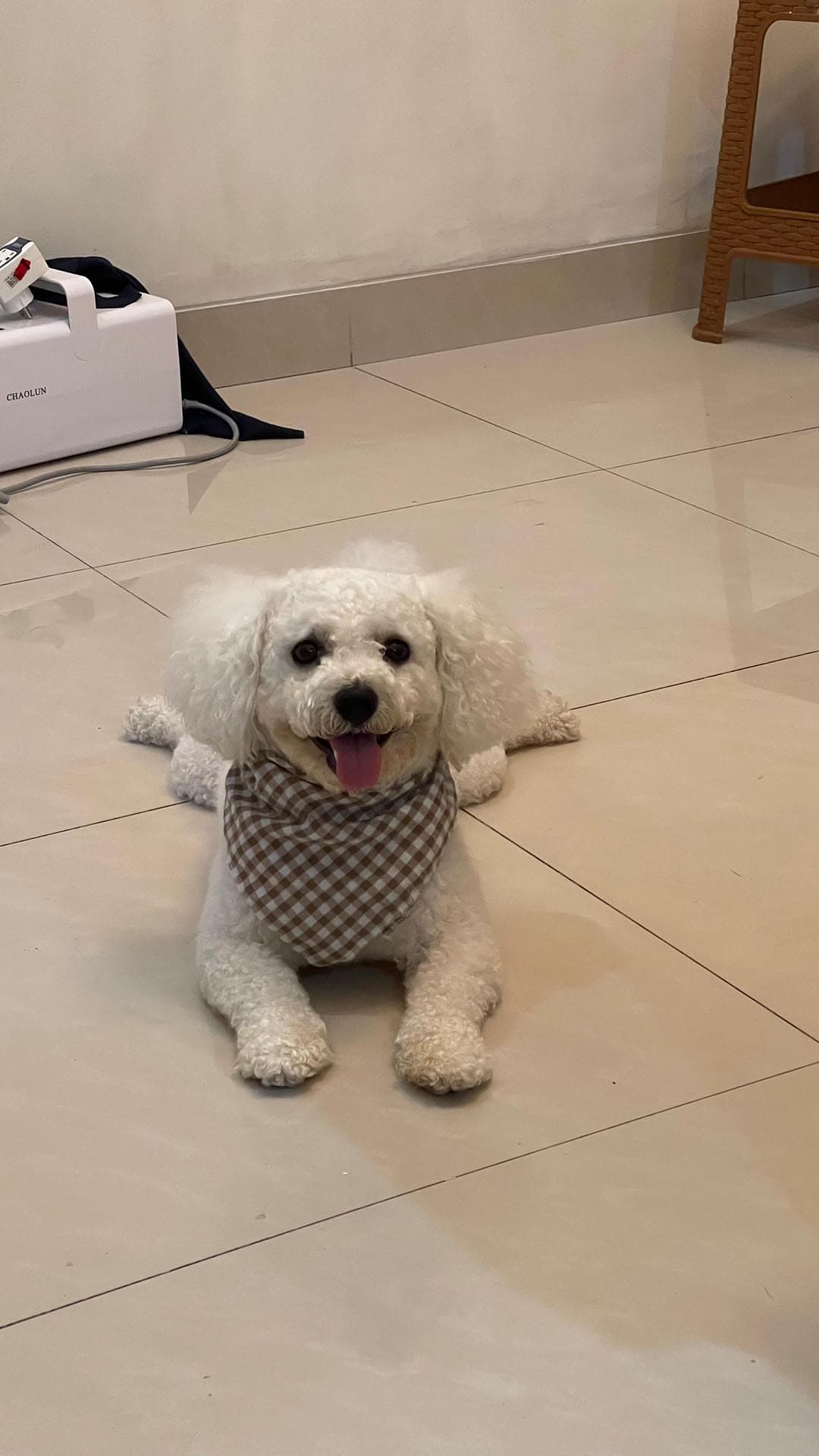 bichon