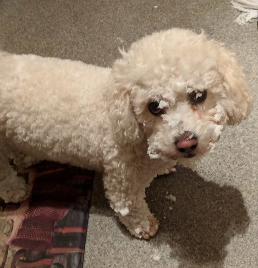 bichon