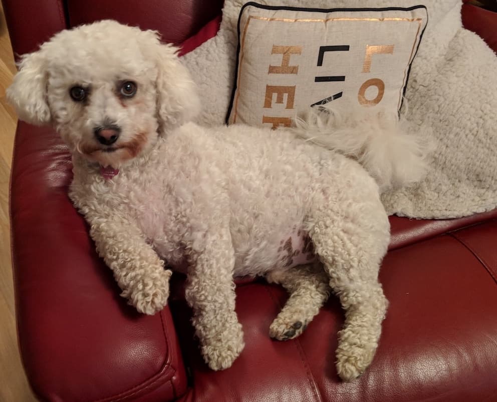 bichon