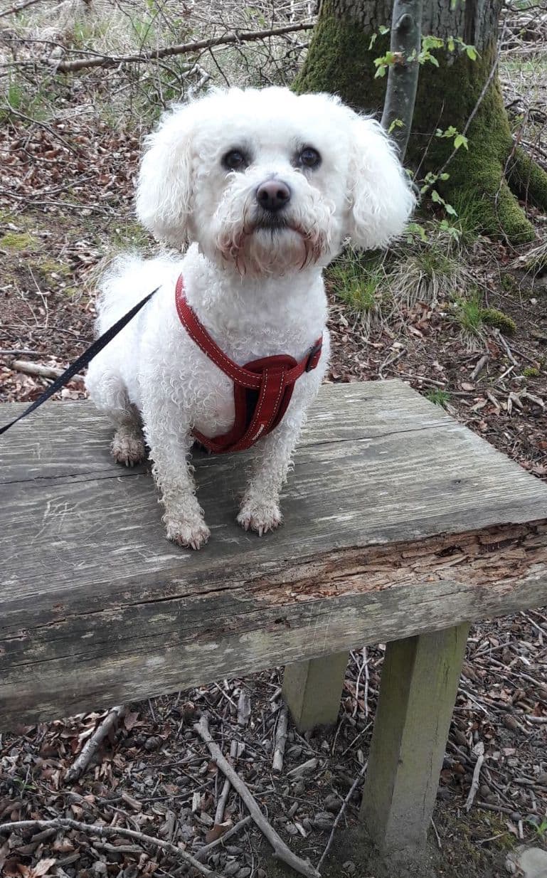 bichon
