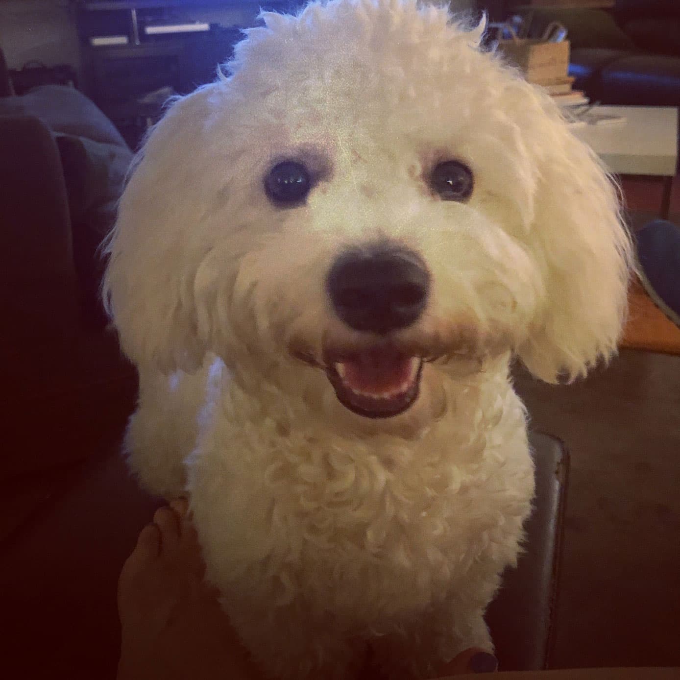 bichon