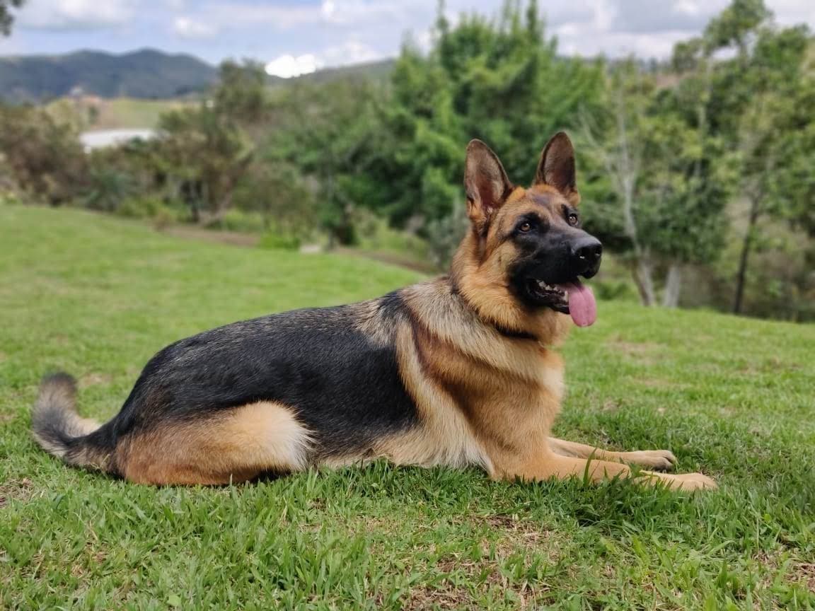 shepherd