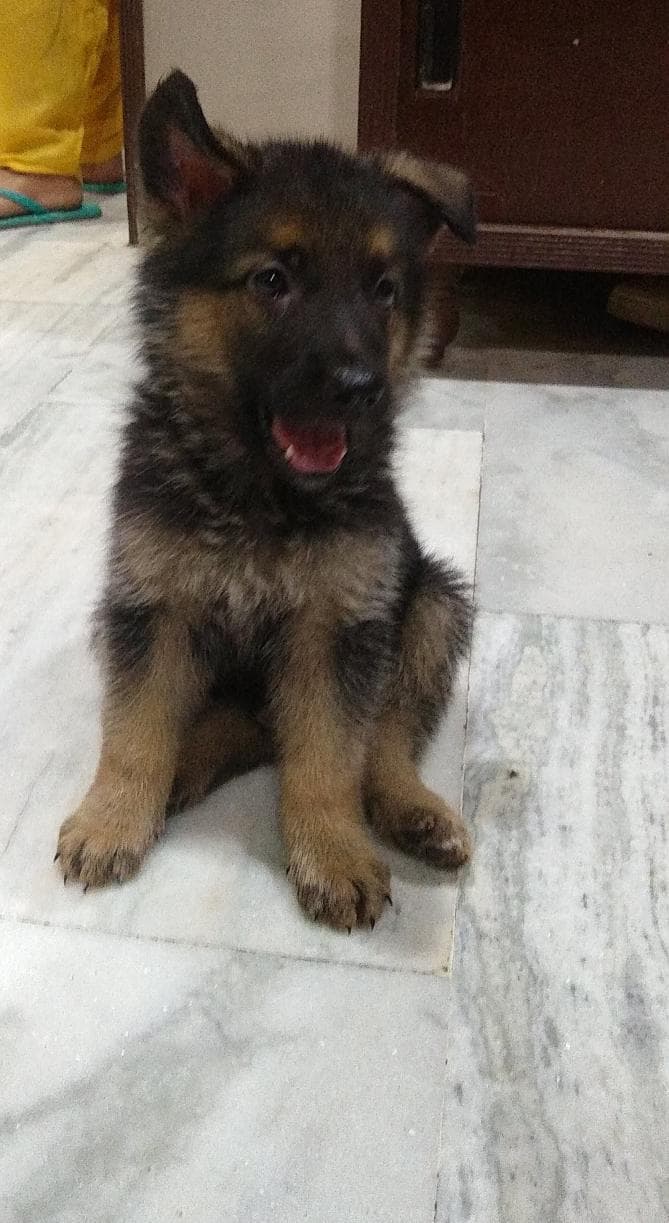 shepherd