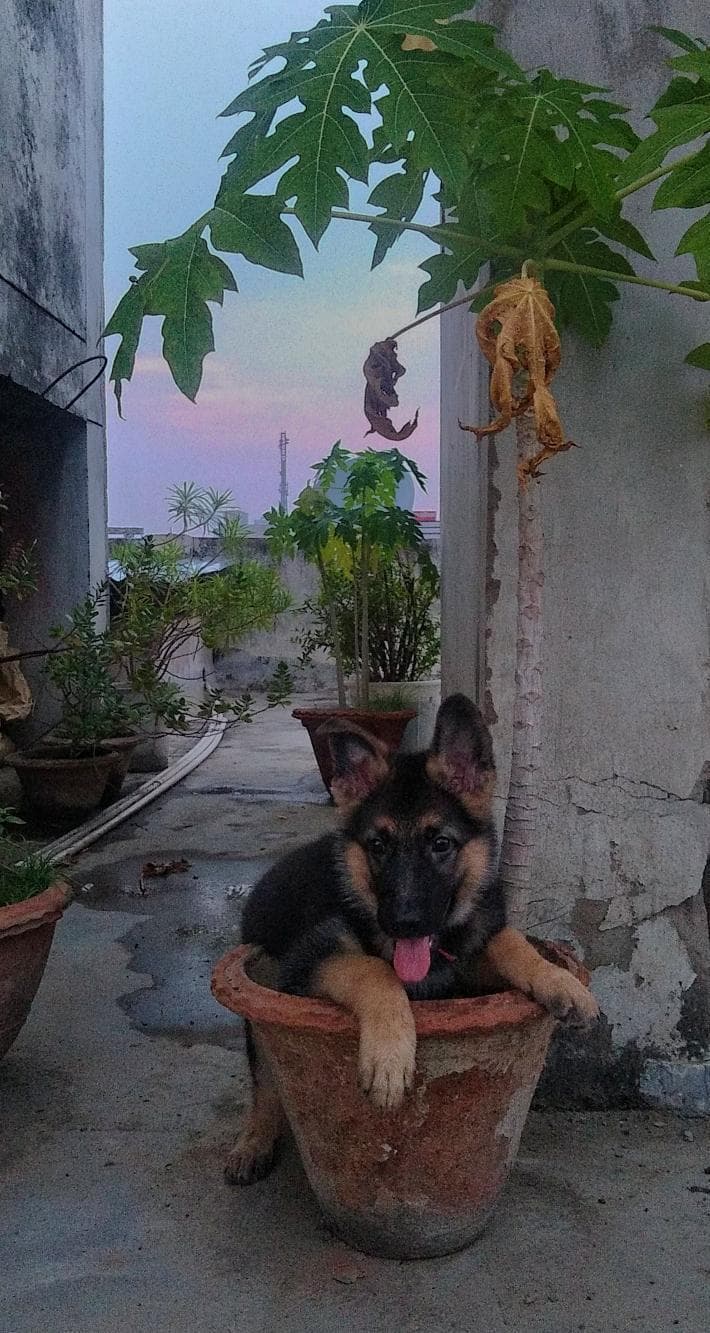 shepherd
