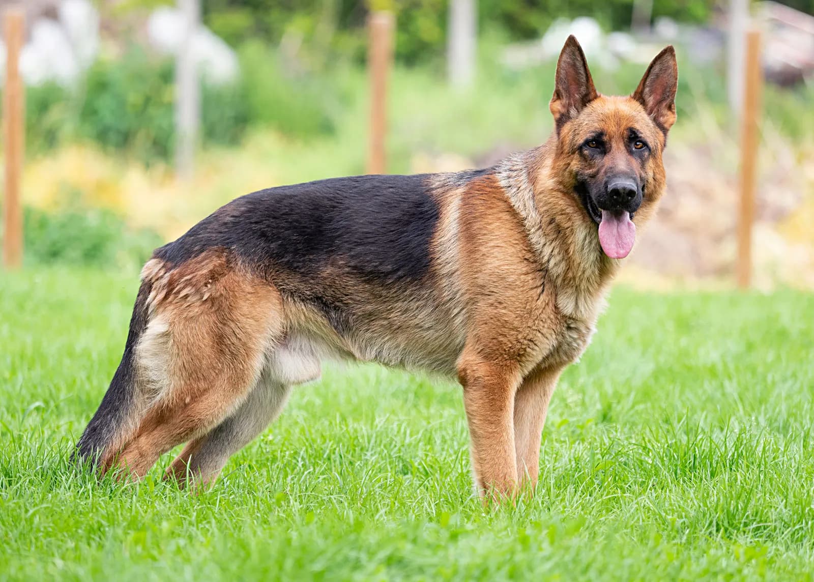 shepherd