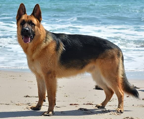 shepherd