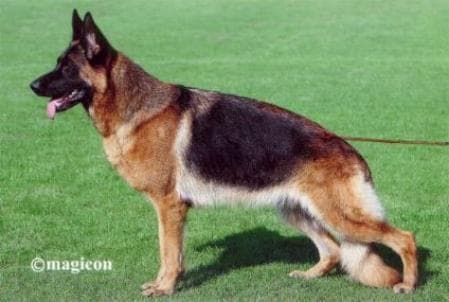 shepherd