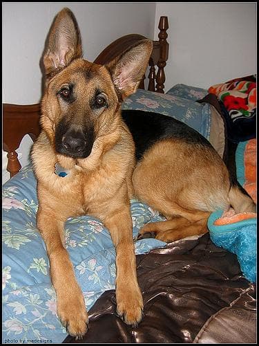 german