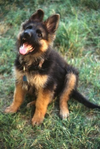shepherd