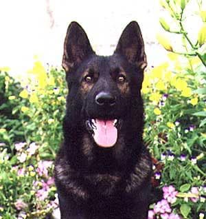 shepherd