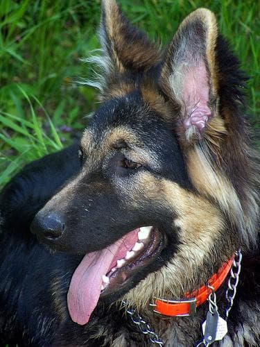 shepherd