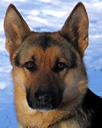 shepherd
