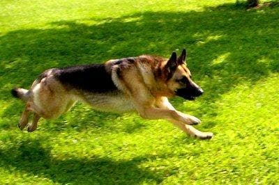 shepherd