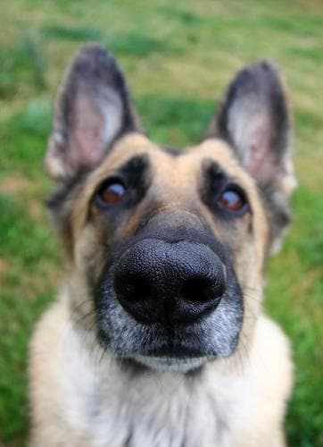 shepherd