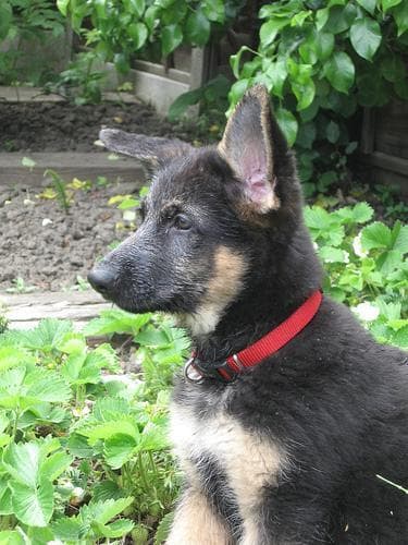 shepherd