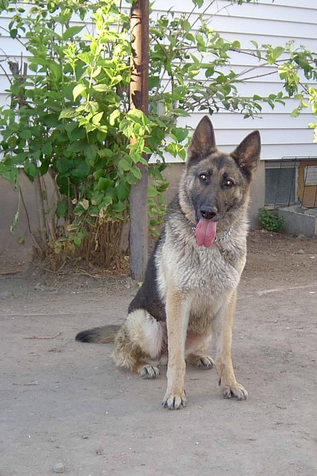 shepherd