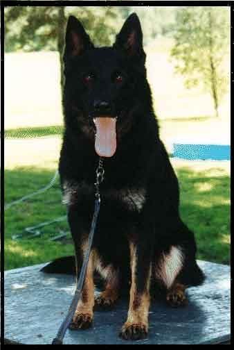 shepherd