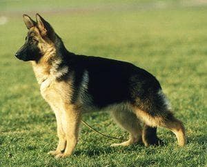 shepherd