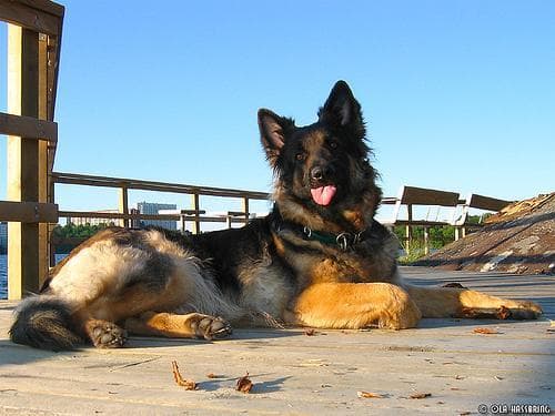 shepherd
