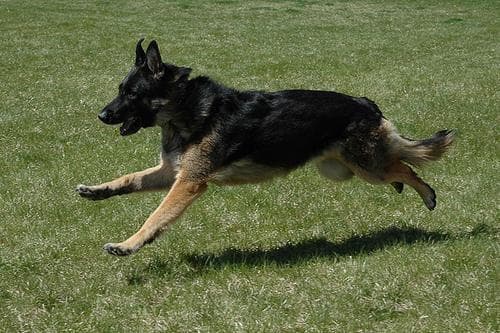 shepherd