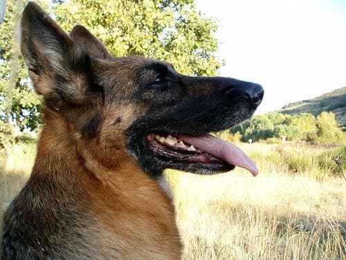 shepherd