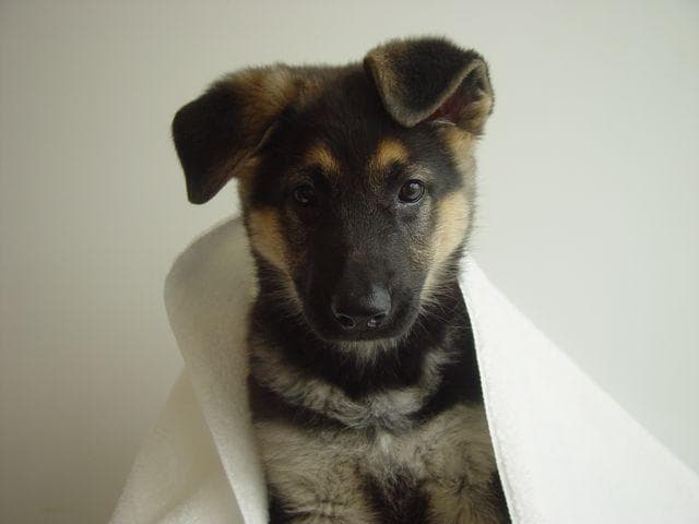 shepherd
