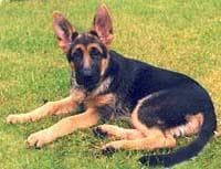 shepherd