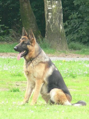 shepherd