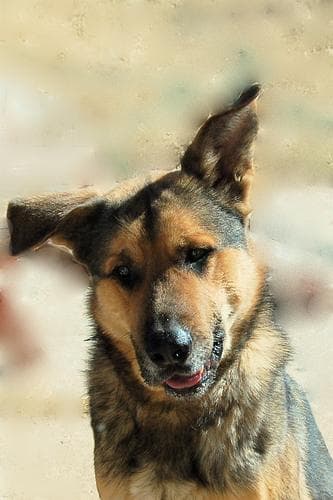 shepherd