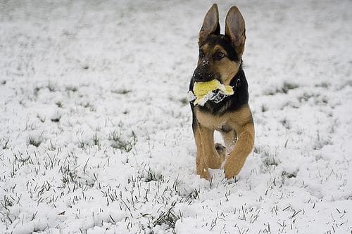 shepherd