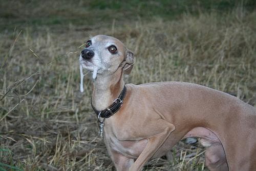 greyhound