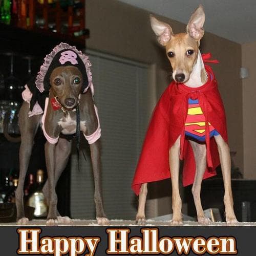 greyhound