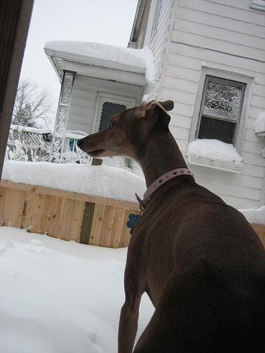 greyhound