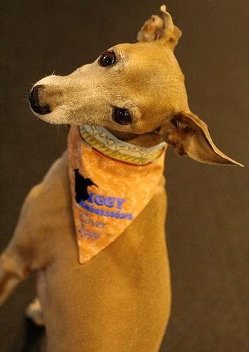 greyhound