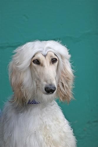 afghan