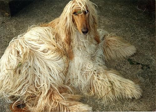afghan