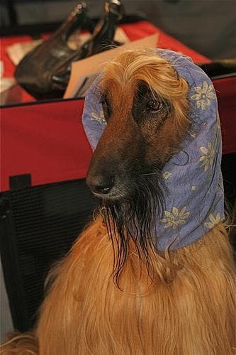 afghan