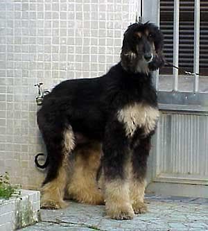 afghan