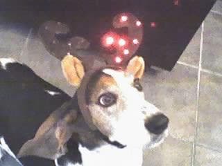 basset