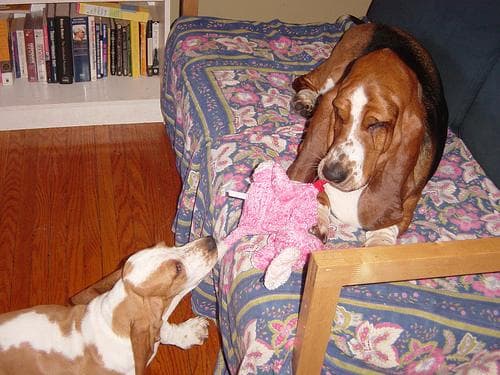 basset