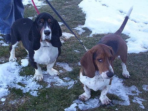basset