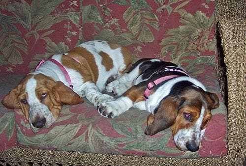 basset