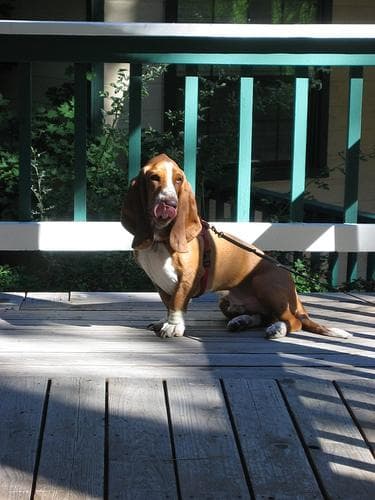 basset